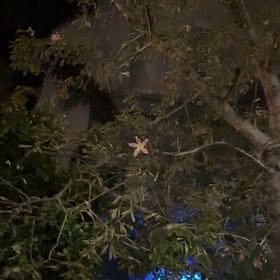 Photo of the plant species Tampa Butterfly Orchid by @ZanyBrakefern named Shakira on Greg, the plant care app