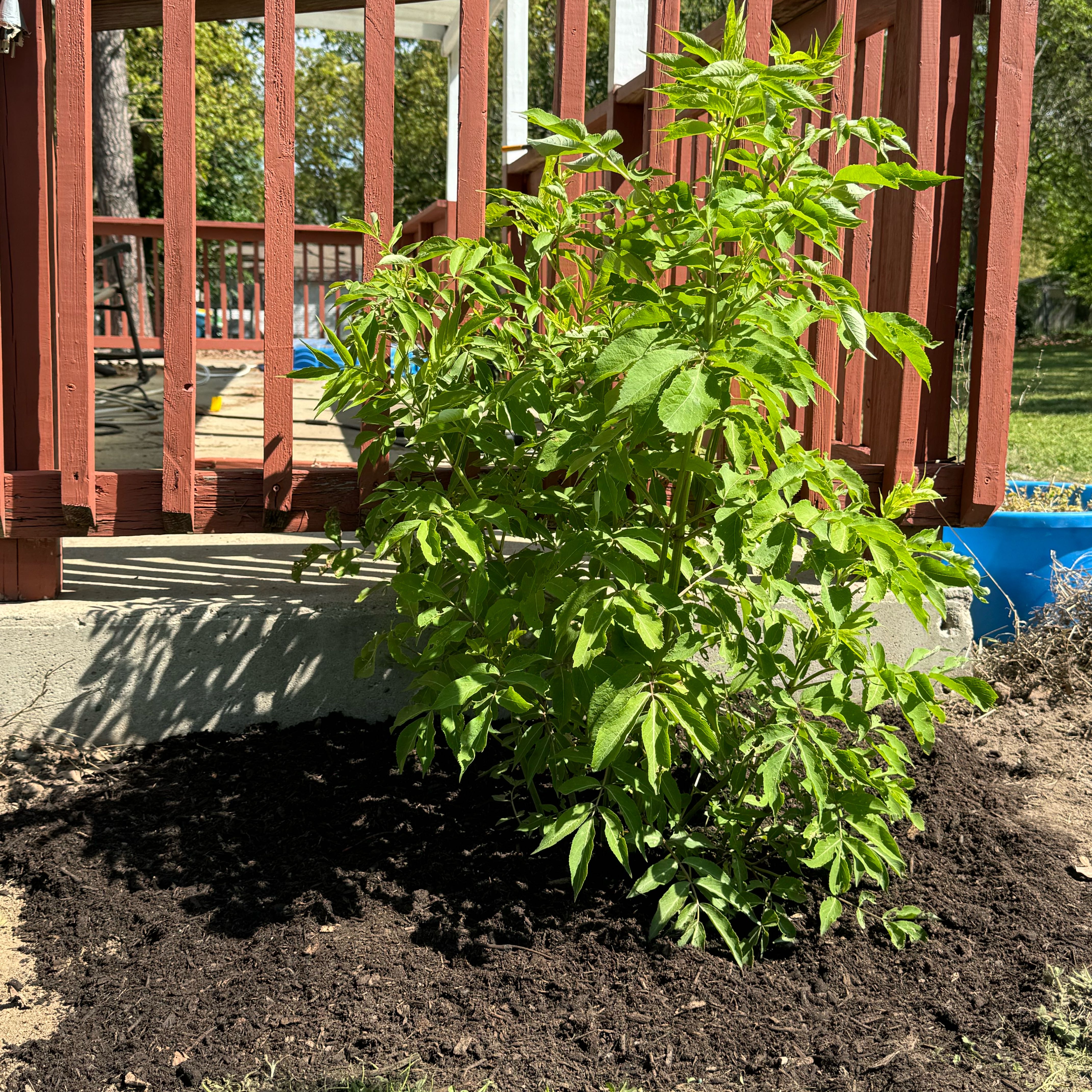 Black Elderberry plant in a garden bed with dark soil, vibrant green leaves.