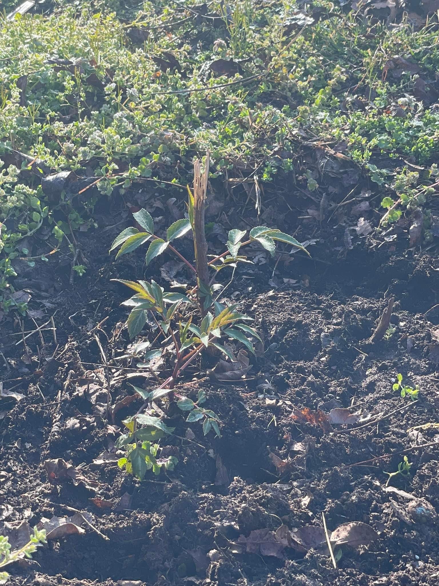 Common Elderberry is Not Toxic to Humans When Properly Prepared