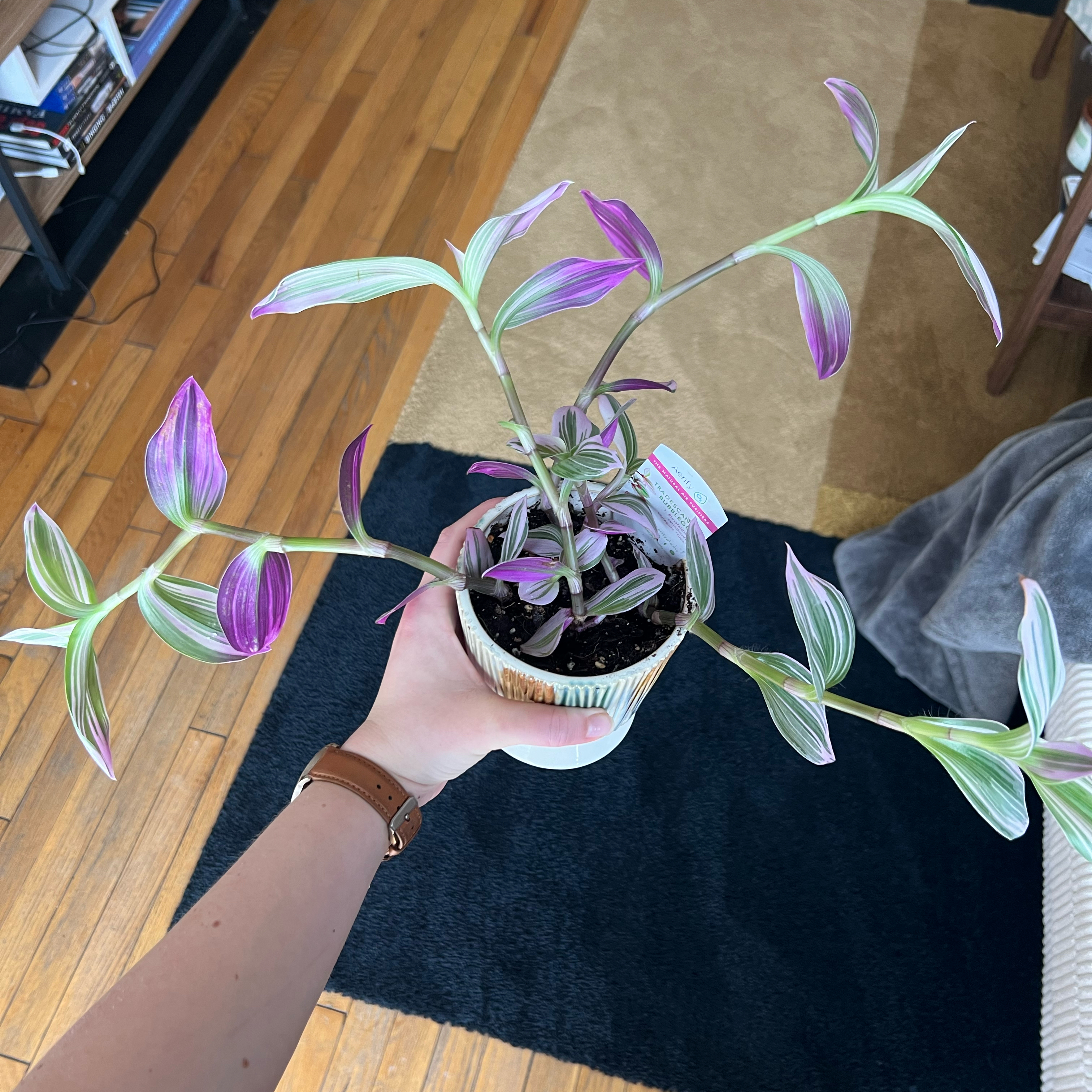Tradescantia Bubblegum plant with vibrant purple and green leaves held by a hand.