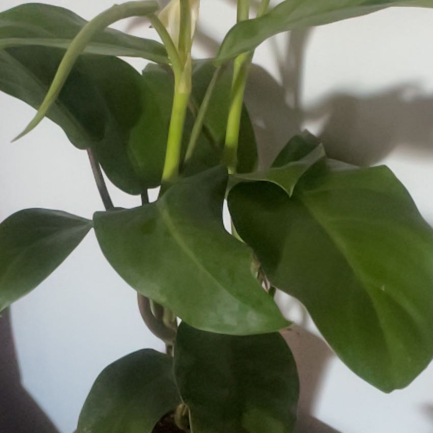 Photo of the plant species Philodendron 'Eva' by @MoneyedLacefern named Wall-E on Greg, the plant care app