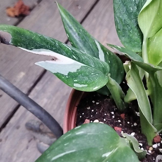 Photo of the plant species Monstera by @QueenAleppopine named Marley on Greg, the plant care app