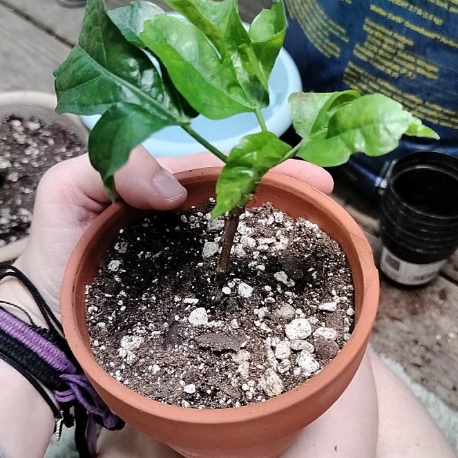 Photo of the plant species Midnight Tryst Hibiscus by @QueenAleppopine named Elle on Greg, the plant care app