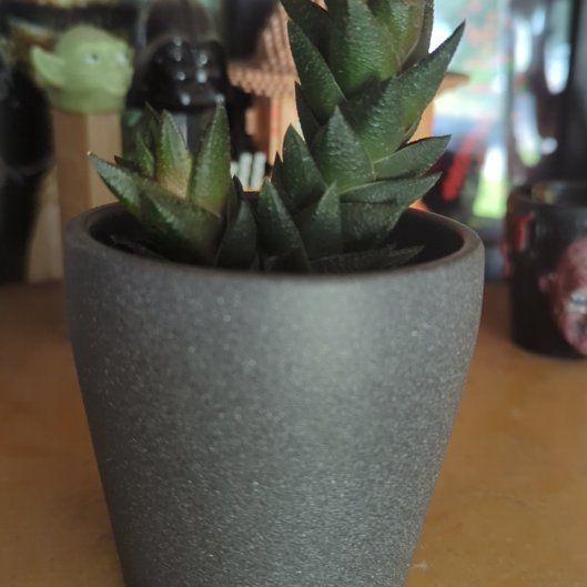 Photo of the plant species Haworthia resendeana by @chalupabob named Rhaegal on Greg, the plant care app