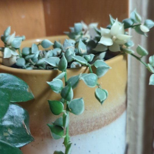 Photo of the plant species Dischidia oiantha 'Variegata' by @chalupabob named Venus on Greg, the plant care app
