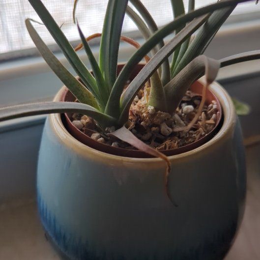 Photo of the plant species Mangave 'Man of Steel' by @chalupabob named Clark Kent on Greg, the plant care app