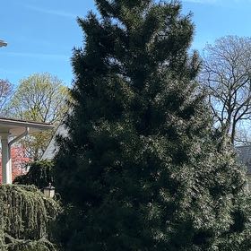 Photo of the plant species Caucasian Fir by @SilkyRedbean named Sol on Greg, the plant care app