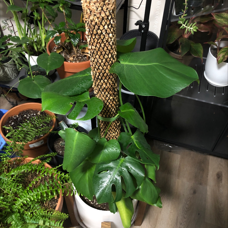 Monstera plant photo by @candleknights named Medusa on Greg, the plant care app.