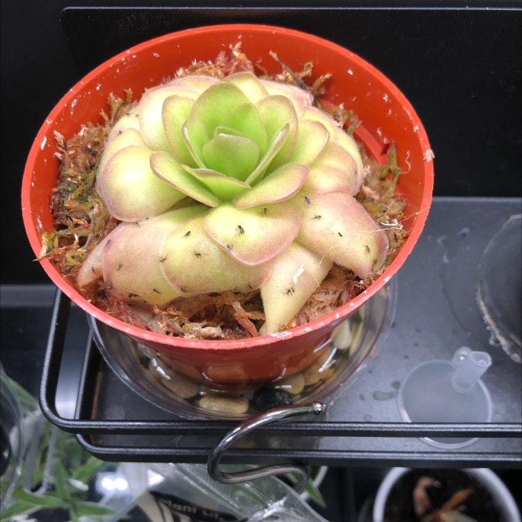 Mexican Butterwort plant photo by @candleknights named Lexi on Greg, the plant care app.