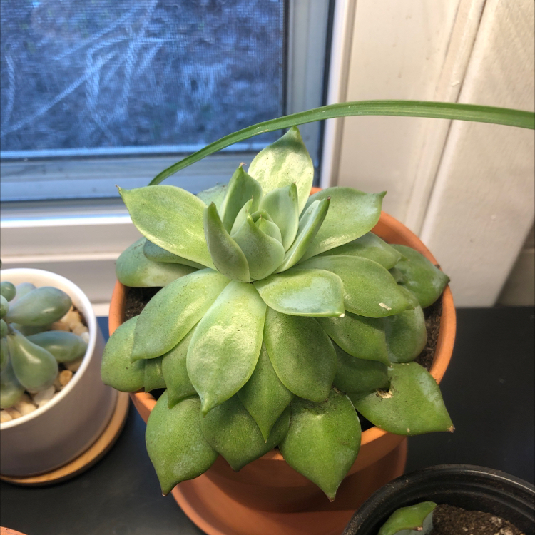 Healthy Echeveria 'Tippy' succulent in a terracotta pot near a window.
