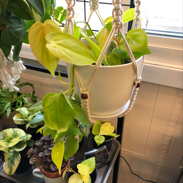 Philodendron Lemon Lime plant photo by @candleknights named McDonald’s Sprite on Greg, the plant care app.