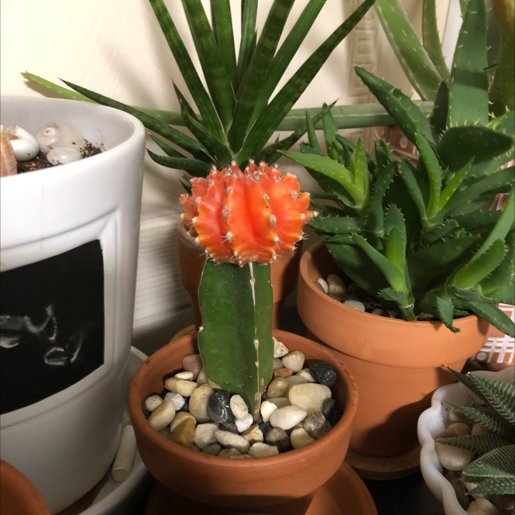 Moon Cactus plant photo by @candleknights named Alan on Greg, the plant care app.