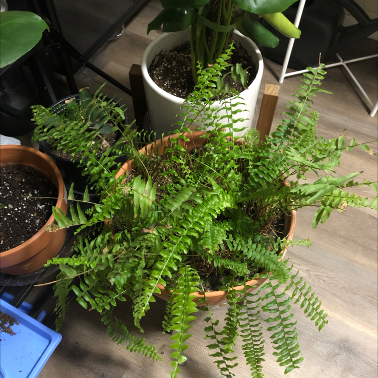 Boston Fern plant photo by @candleknights named Freyja on Greg, the plant care app.