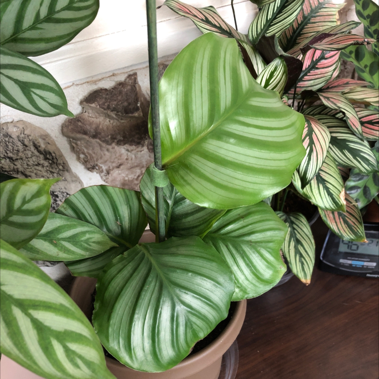 Calathea Orbifolia plant photo by @candleknights named Jezebel on Greg, the plant care app.
