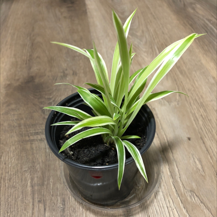 Spider Plant plant photo by @candleknights named Alisaie on Greg, the plant care app.