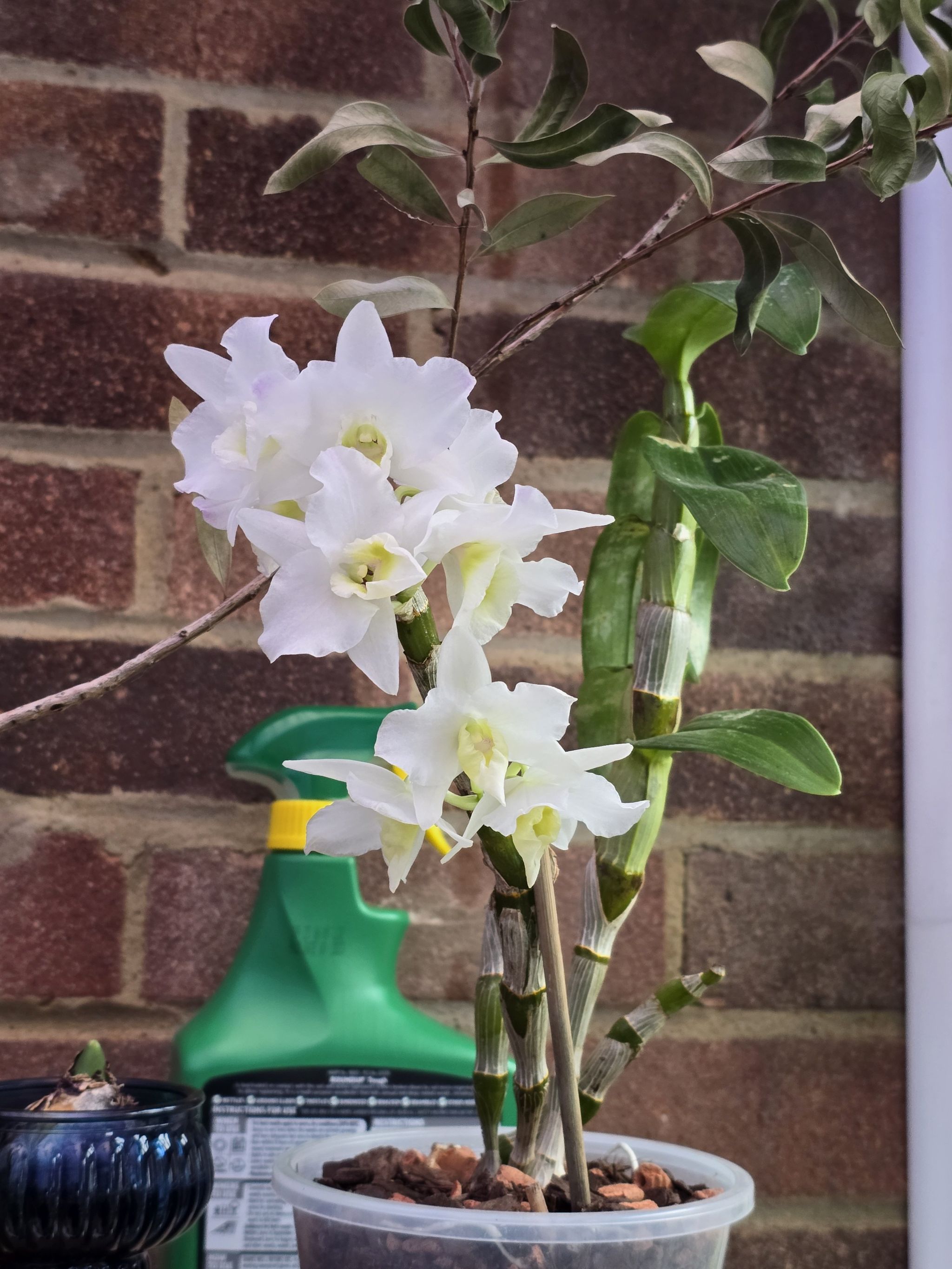 Photo of the plant species Orchid by @HotTāwhirikaro named Wall-E on Greg, the plant care app