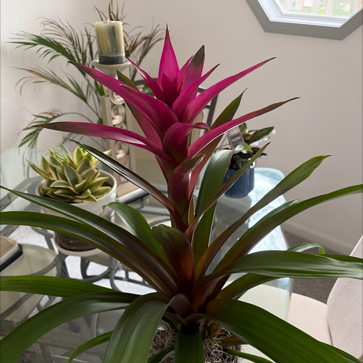 Photo of the plant species Guzmania Bromeliad by @chelc named Xena on Greg, the plant care app