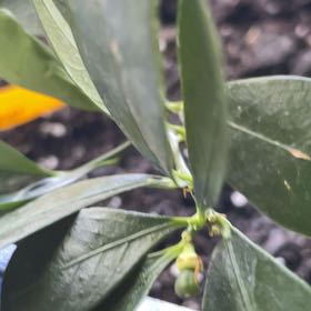 Photo of the plant species Callie Kumquat by @JoyfulRiberry named da Vinci on Greg, the plant care app
