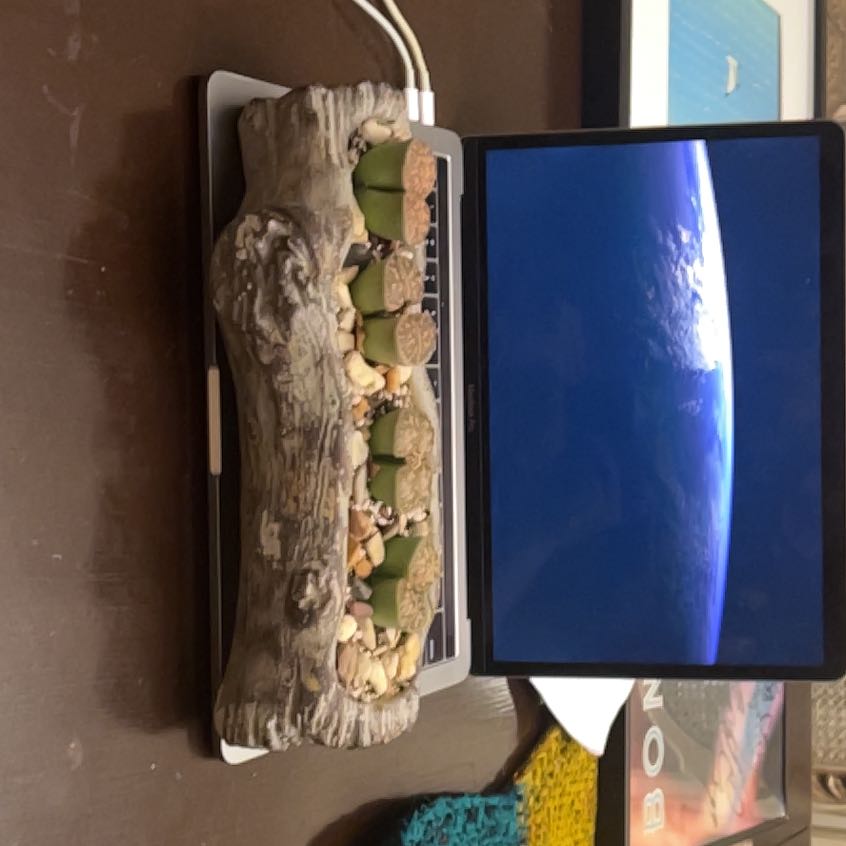 Photo of the plant species Living Stone by @Euphorbiavar named Lesliei #2-5 on Greg, the plant care app