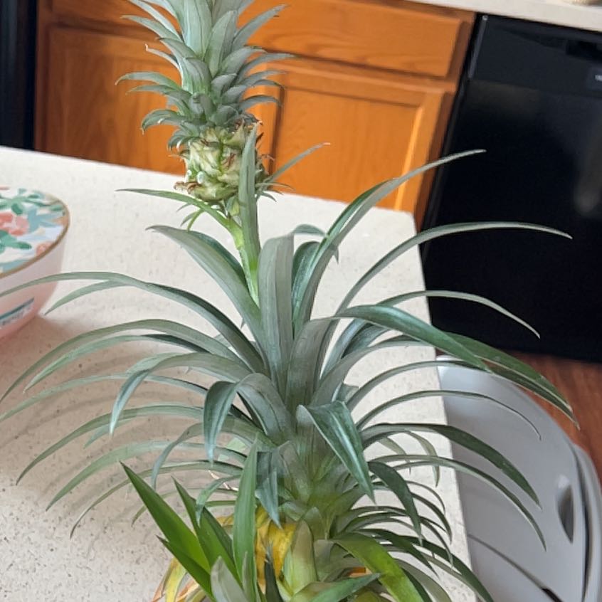 Plant care for Pineapple Basil on Greg, the plant care app