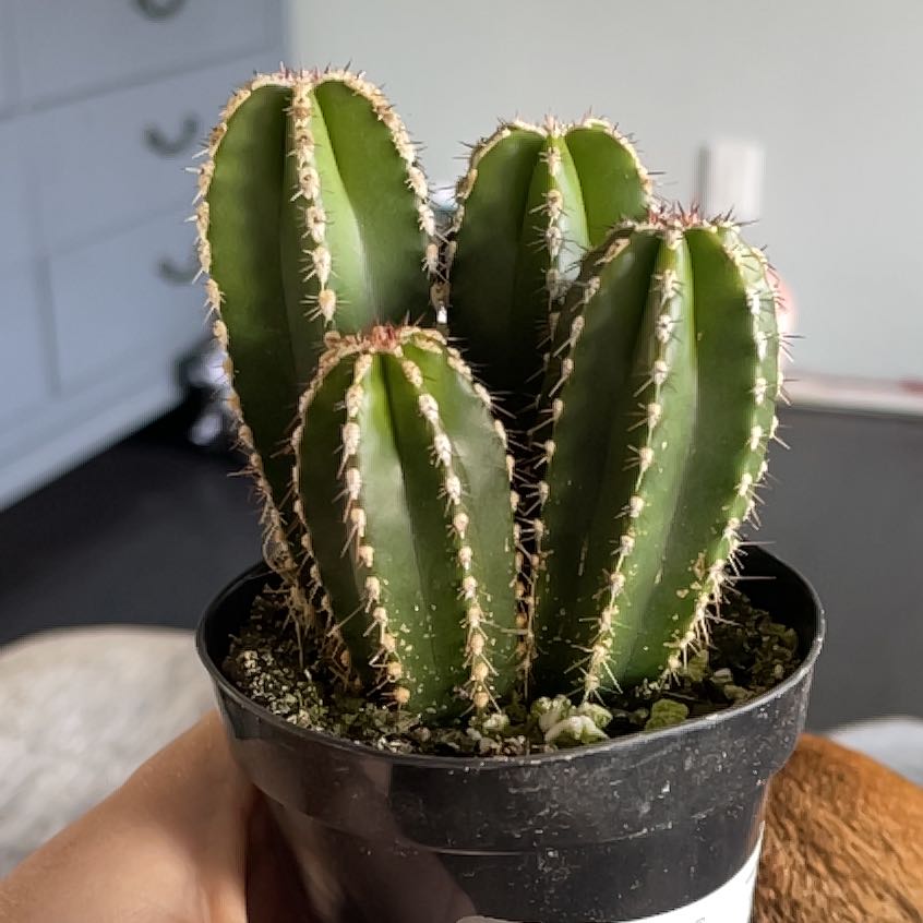 Photo of the plant species Lemaireocereus marginata by @SpotlessLithops named Surya on Greg, the plant care app