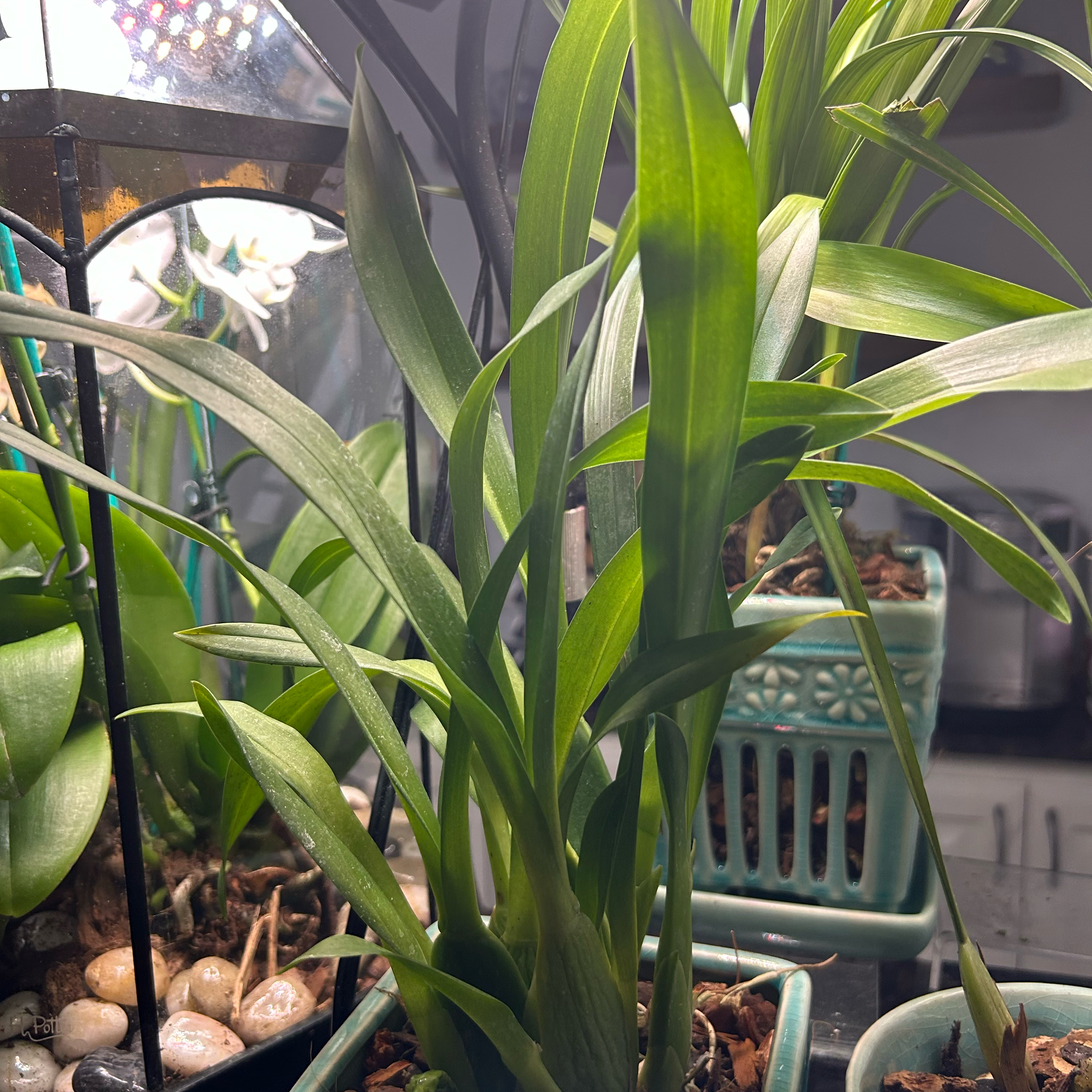 Photo of the plant species Oncidium Alliances by @QuickwittedKoa named Gobi on Greg, the plant care app