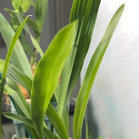 Plant care for Bratonia on Greg, the plant care app