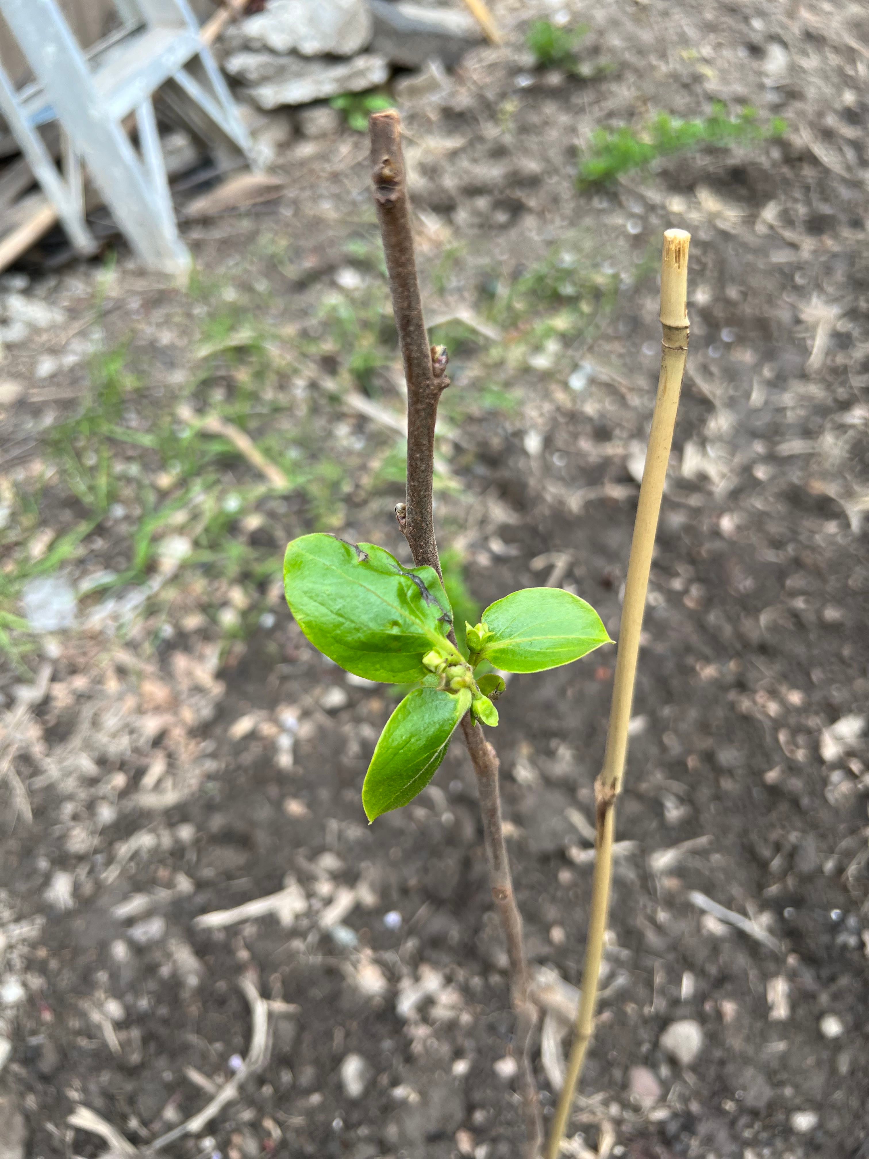 Best Climate for Persimmon Zones 7a10b 🍑