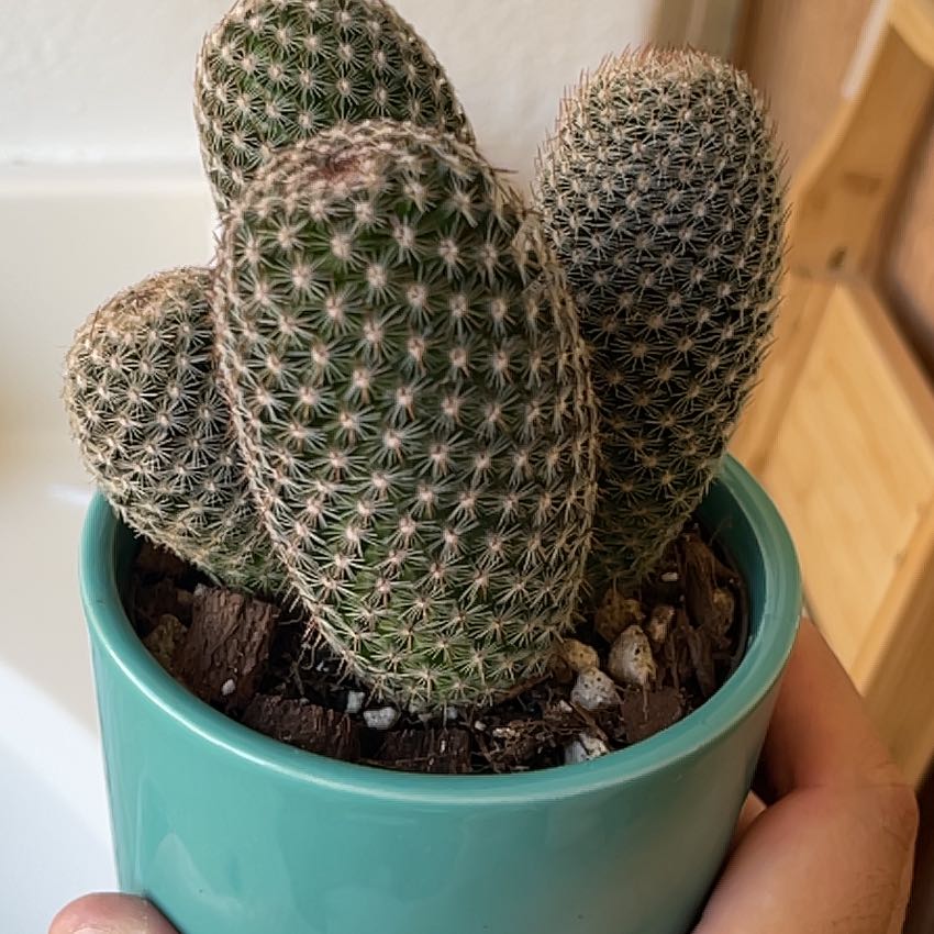 Thumb Cactus in a small pot, held by a hand. The plant appears healthy.