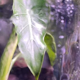 Photo of the plant species Okinawa by @TraveledSquash named McKinley on Greg, the plant care app