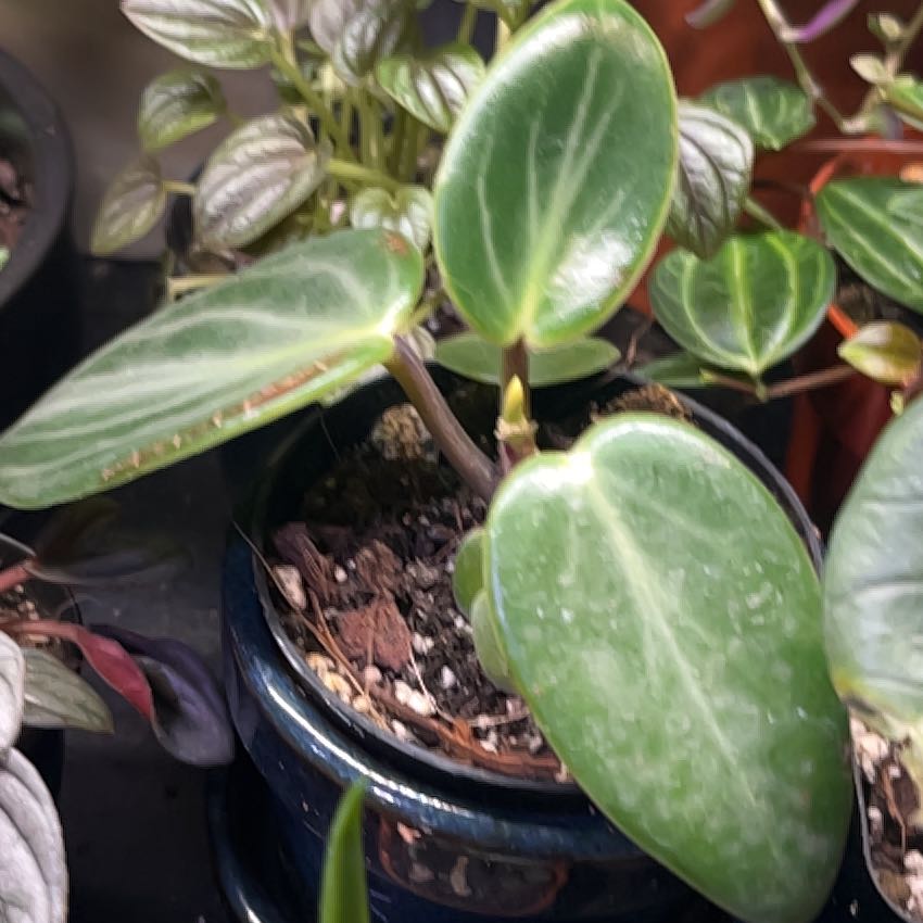 Photo of the plant species Pep. Maculosa by @TraveledSquash named Walt on Greg, the plant care app