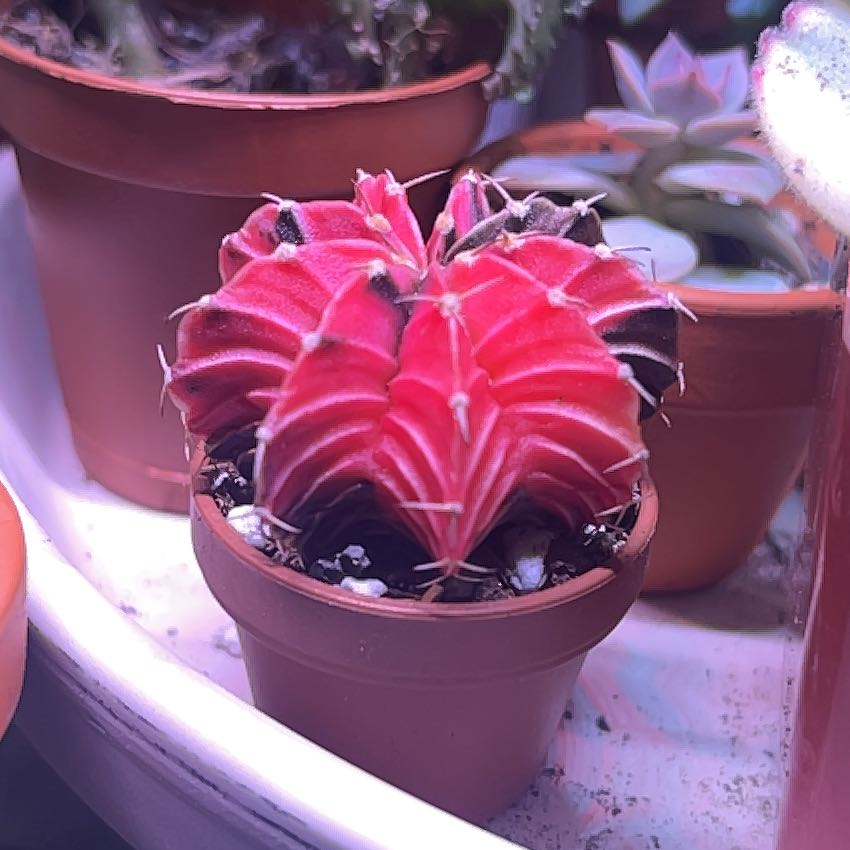 Photo of the plant species Variegated Moon Cactus by @TraveledSquash named Diana on Greg, the plant care app
