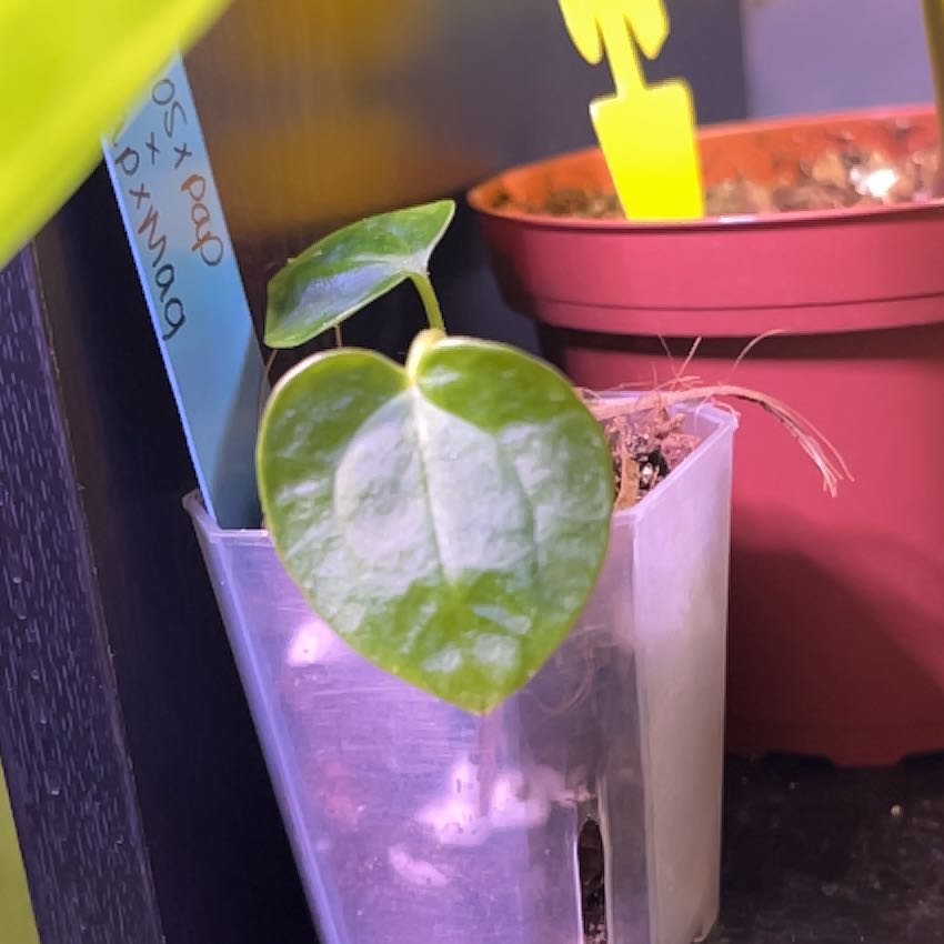 Photo of the plant species Anthurium 'Raven Heart' by @TraveledSquash named Mando on Greg, the plant care app