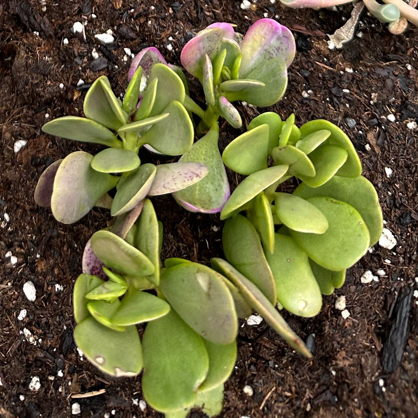 Photo of the plant species Variegated Trailing Jade by @TotalHollyhock named Robert Plant on Greg, the plant care app