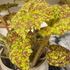 Photo of the plant species Begonia 'Marmaduke' by @OptimistSuriana named Circe on Greg, the plant care app
