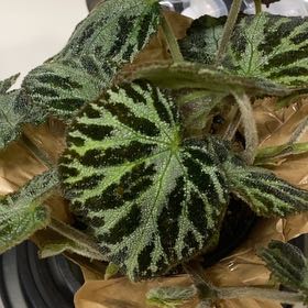 Photo of the plant species Fuzzy Begonia by @OptimistSuriana named Difusa on Greg, the plant care app