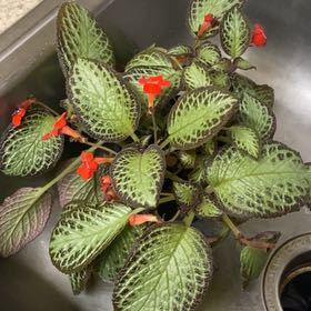Photo of the plant species Flame Violet 'Karlyn' by @OptimistSuriana named Cleopatra on Greg, the plant care app