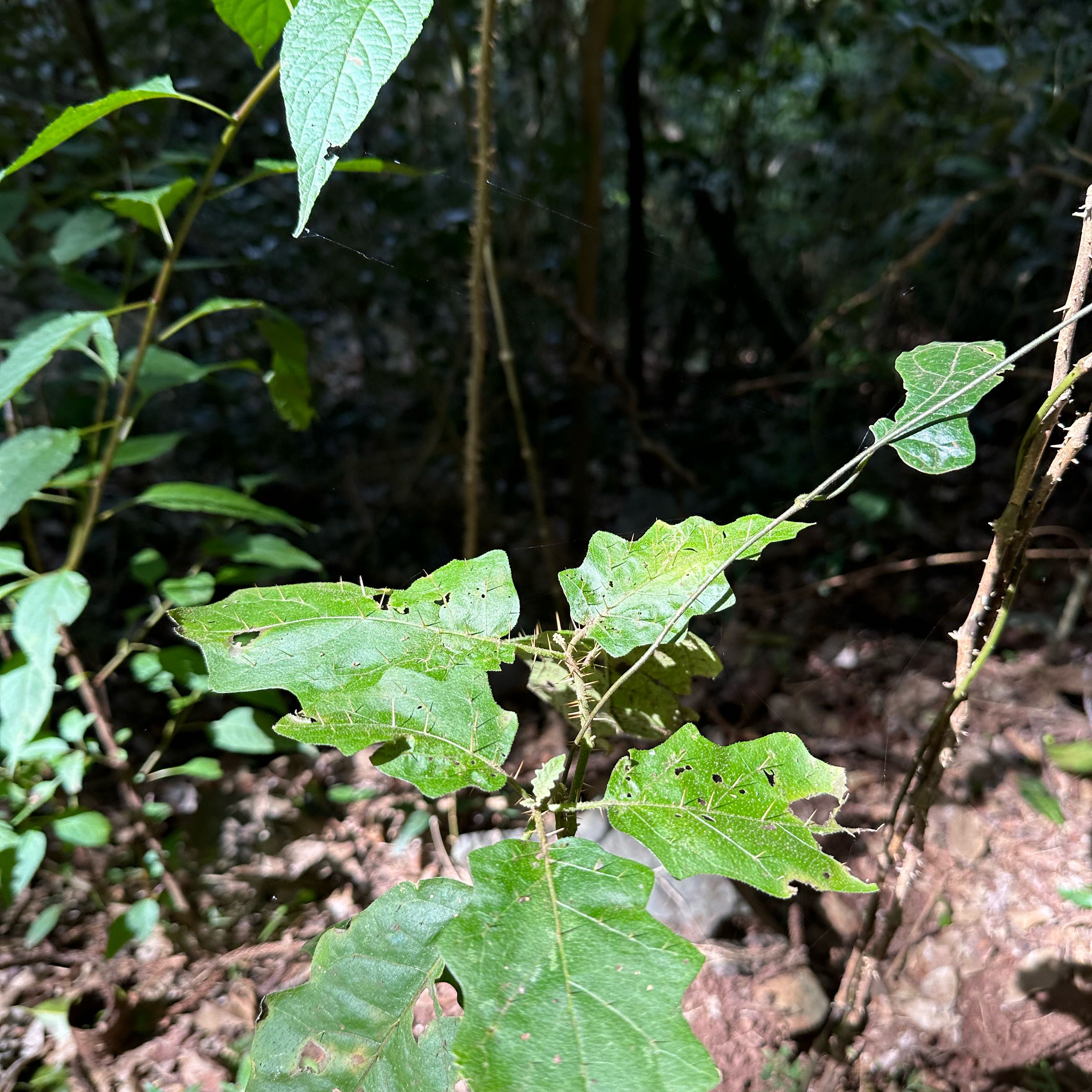 Photo of the plant species Forest Nightshade by @UncommonMahoe named Harper on Greg, the plant care app