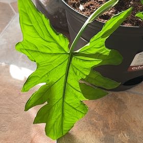 Photo of the plant species Syngonium steyermarkii by @UncommonMahoe named Orwell on Greg, the plant care app