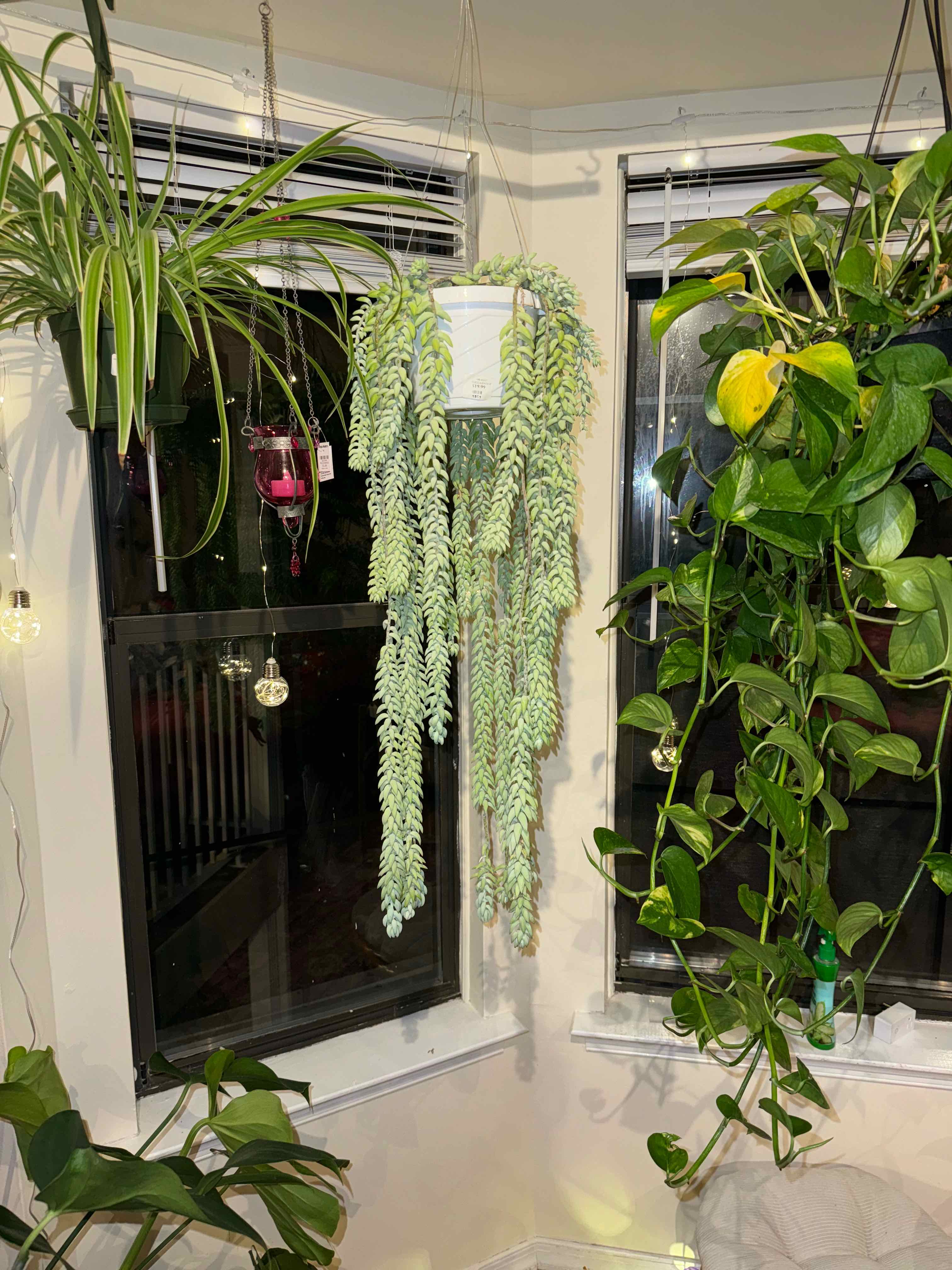 Burro's Tail plant photo by @Cassiefinz named Xena on Greg, the plant care app.