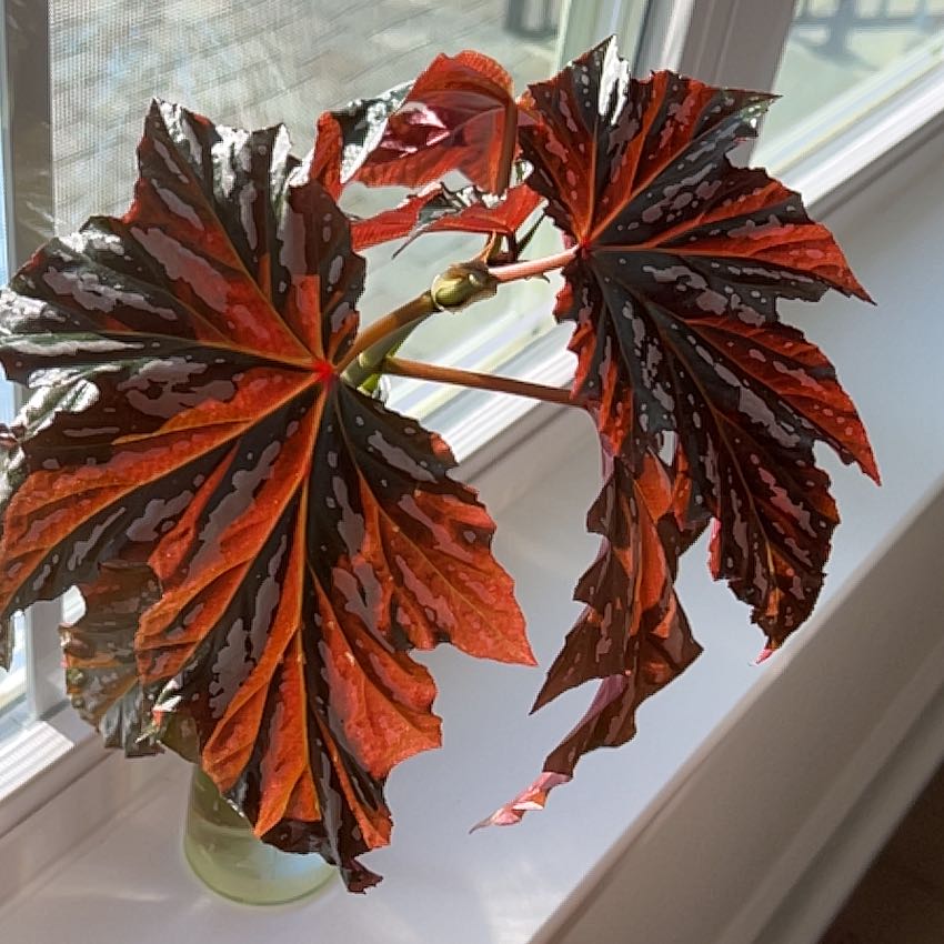 Photo of the plant species Angel Wing 'Argenteo-guttata' by @SecureWoodfern named Angel Andie on Greg, the plant care app