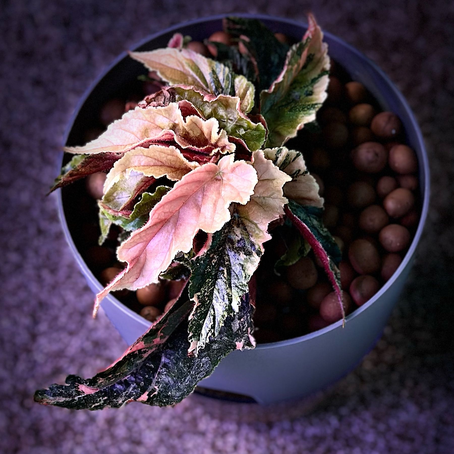 Photo of the plant species Begonia Ginny by @TunefulFeijoa named Kiki on Greg, the plant care app