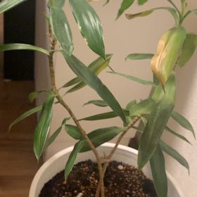 Photo of the plant species Song of Jamaica by @HeroicGreenbark named Harry on Greg, the plant care app