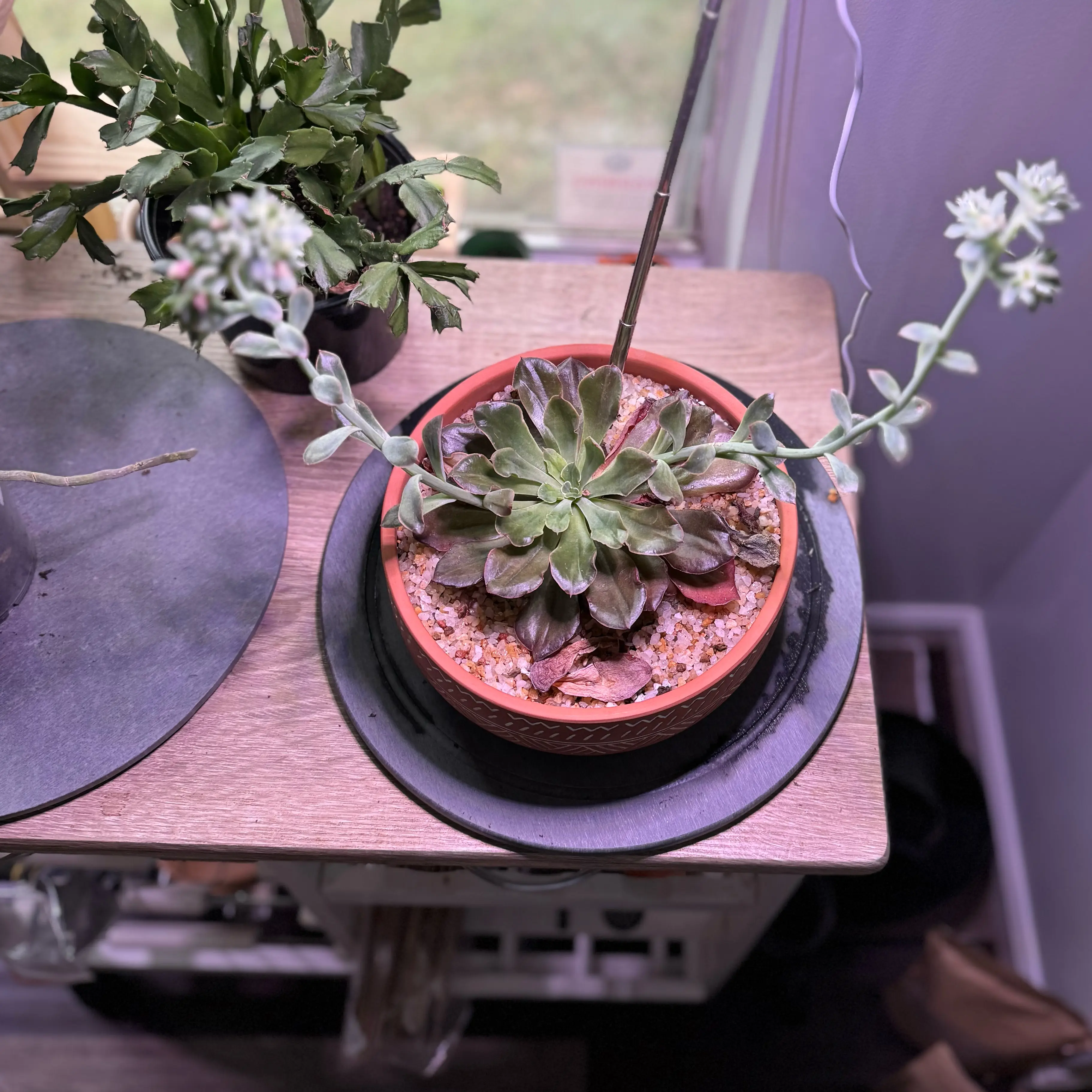 Photo of the plant species Echeveria 'Painted Frills' by @DiscipleYuzu named Kylie on Greg, the plant care app