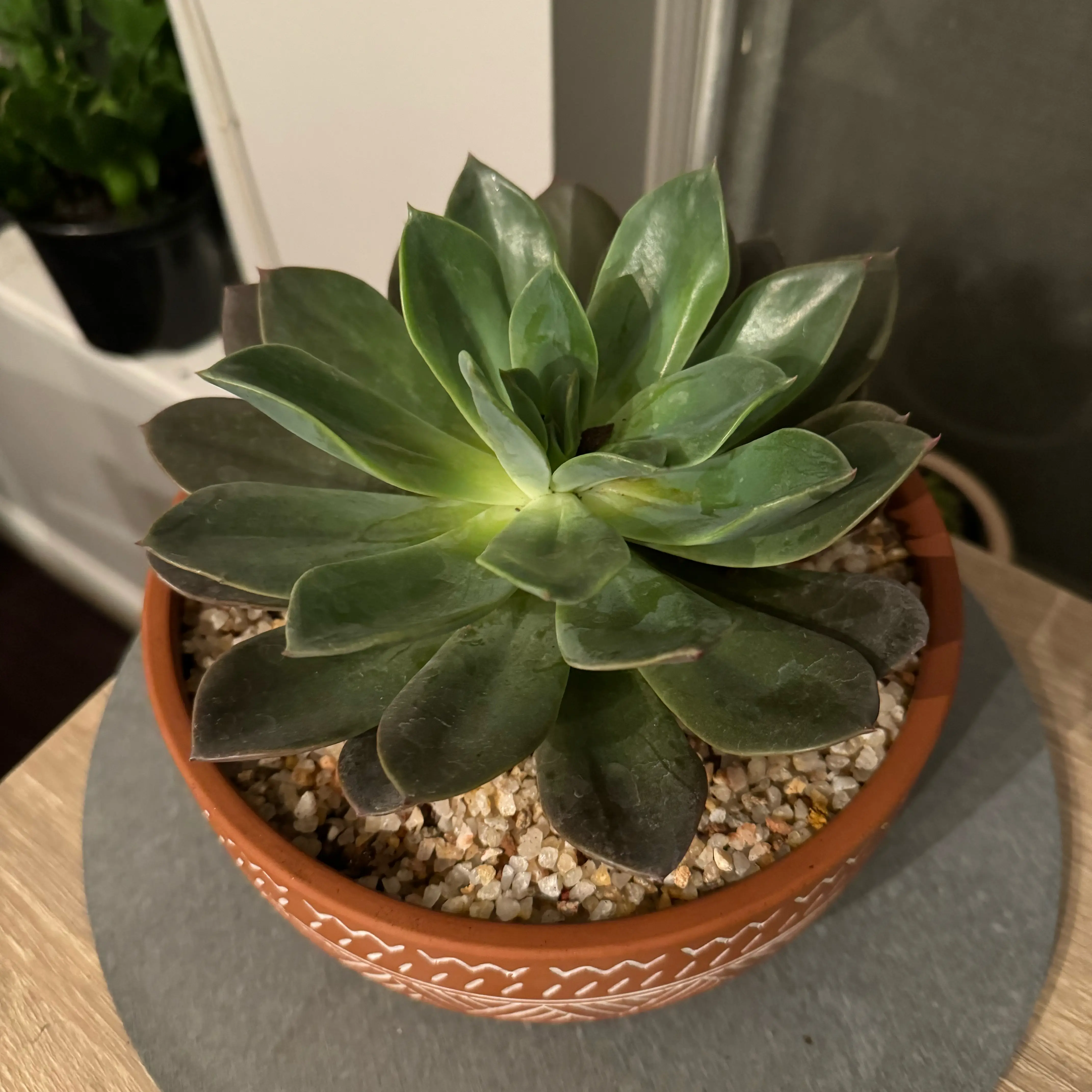 Echeveria 'Blue Prince' succulent in a terracotta pot with gravel.