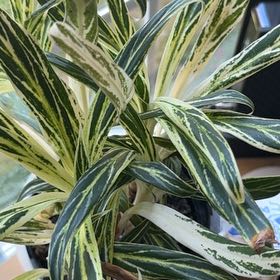 Photo of the plant species Chinese Evergreen by @PotentCarrottop named Maya on Greg, the plant care app