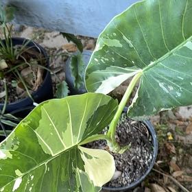 Photo of the plant species Alocasia Dawn by @PotentCarrottop named Kylie on Greg, the plant care app
