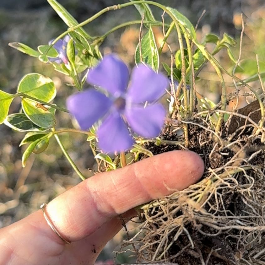 Photo of the plant species Perennial Flax by @OpulentEspostoa named Huckleberry Fern on Greg, the plant care app