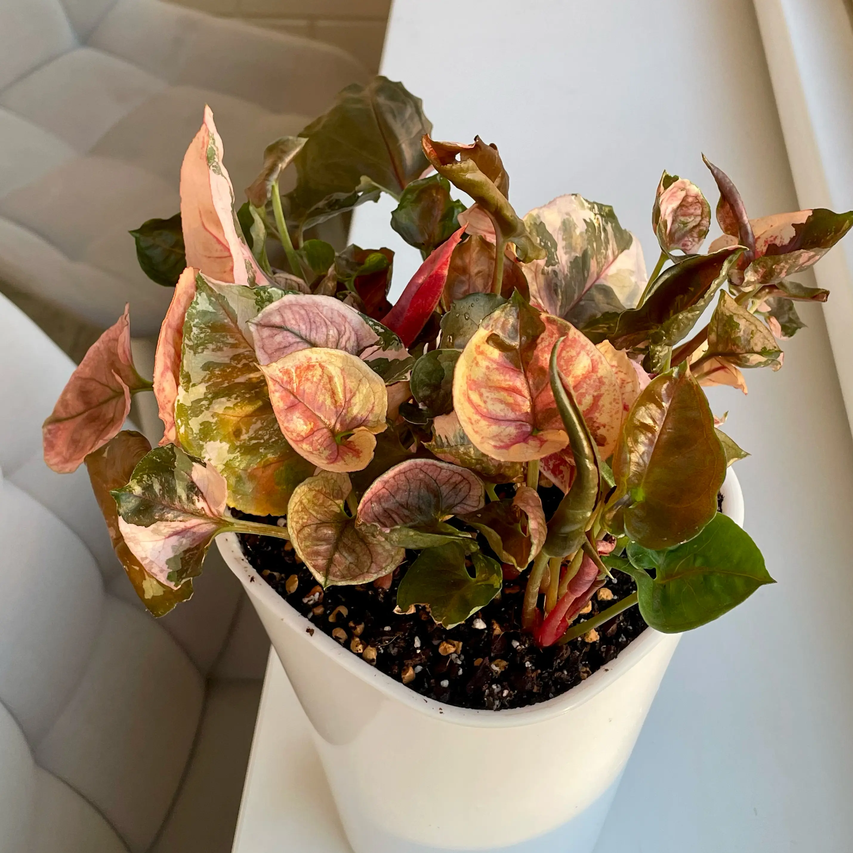 Photo of the plant species Strawberry Ice Galaxy Arrowhead Plant by @SupremePepper named Sherlock on Greg, the plant care app