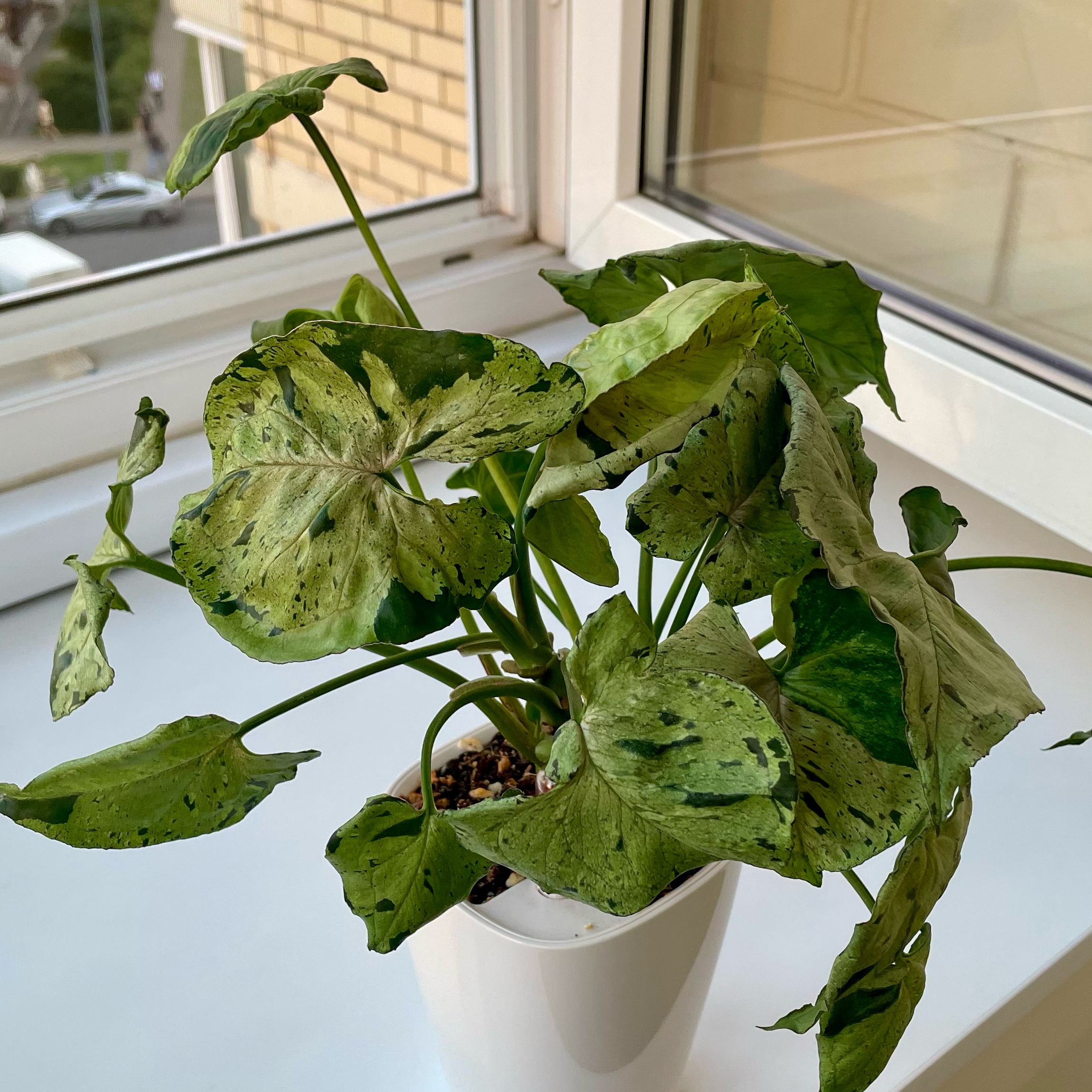 Photo of the plant species Grey Ghost by @SupremePepper named Luna on Greg, the plant care app